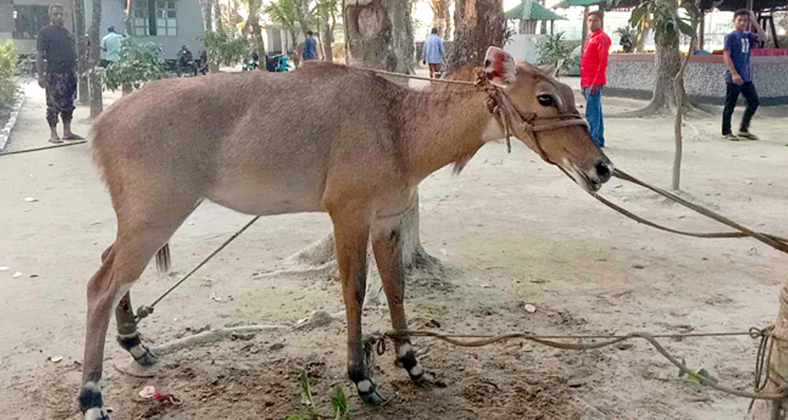 নীলগাই