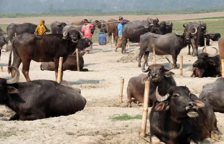 মহিষের মাংস