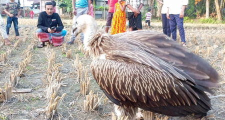 শকুন উদ্ধার