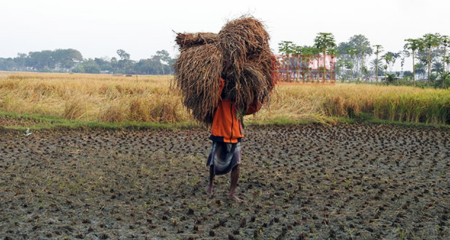 সোনালী ধান