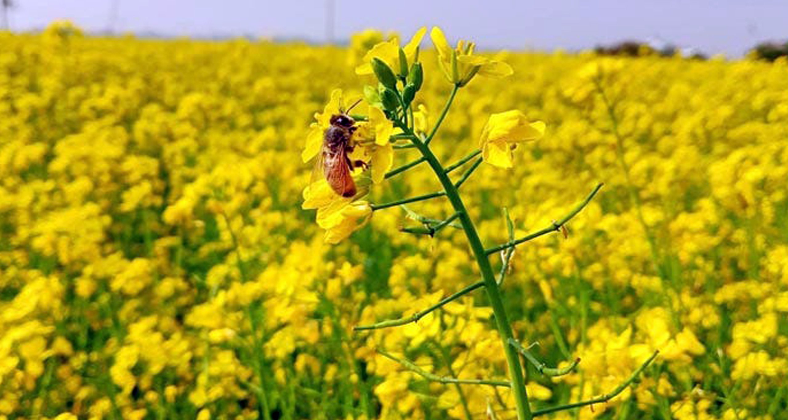 সরিষা আবাদ