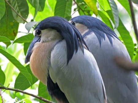 বোট-বিলড হেরন