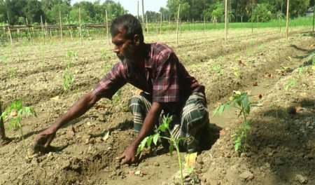 আগাম শীতকালীন সবজি চাষ: ভাগ্য ফিরছে কৃষকদের