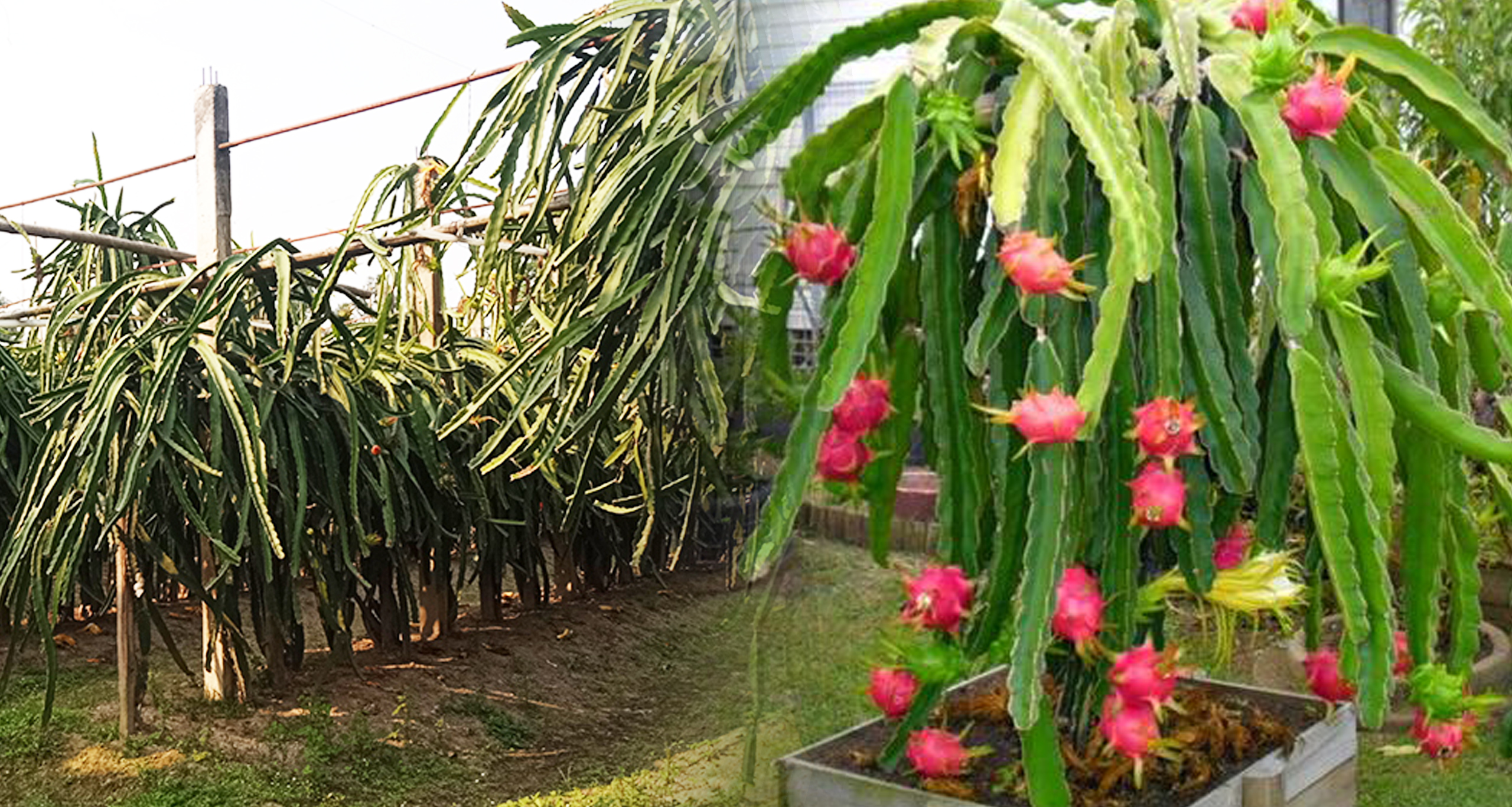 ড্রাগন চাষ