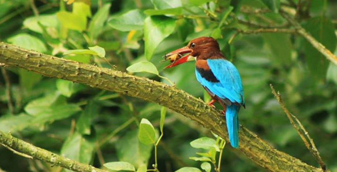 ধলাগলা মাছরাঙা