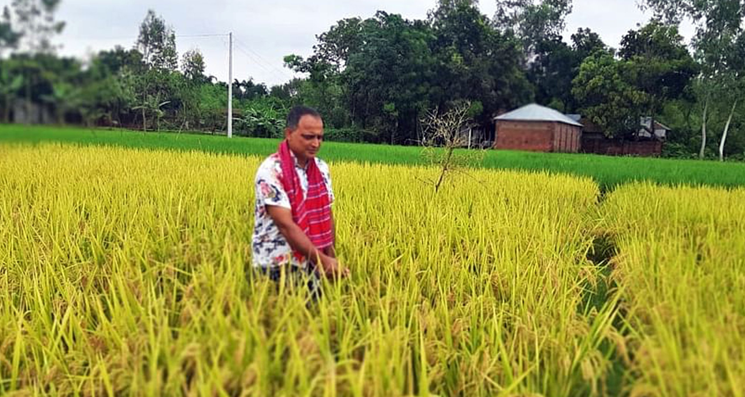 ধান চাষিদের মুখে