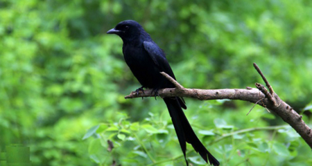 ফিঙ্গে পাখি