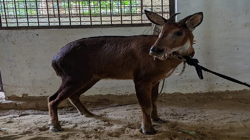 উদ্ধার সেই ‘বনছাগল’ রাজকান্দি বনে অবমুক্ত