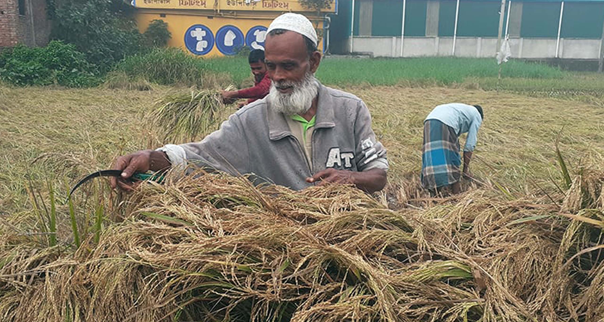 বীজ সুলতান