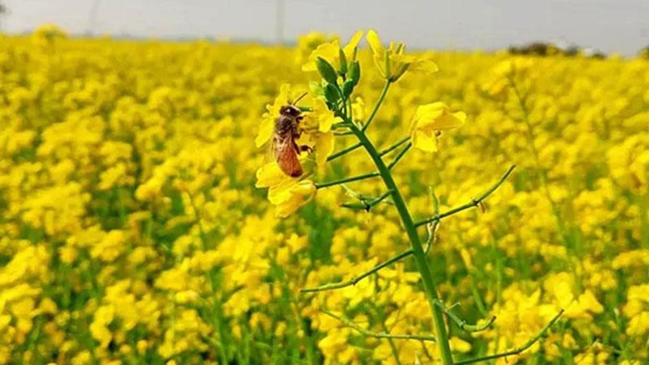 সরিষা ফুল