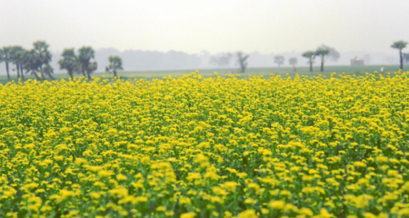 সরিষার ক্ষেত