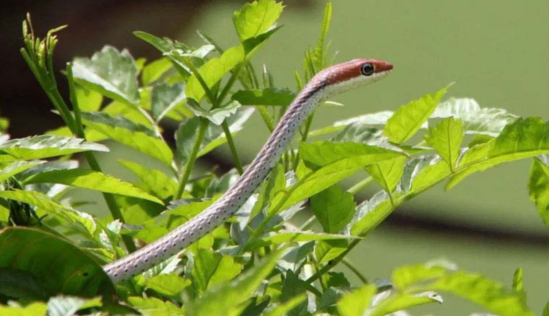 হাসনাহেনার গন্ধে কি সাপ