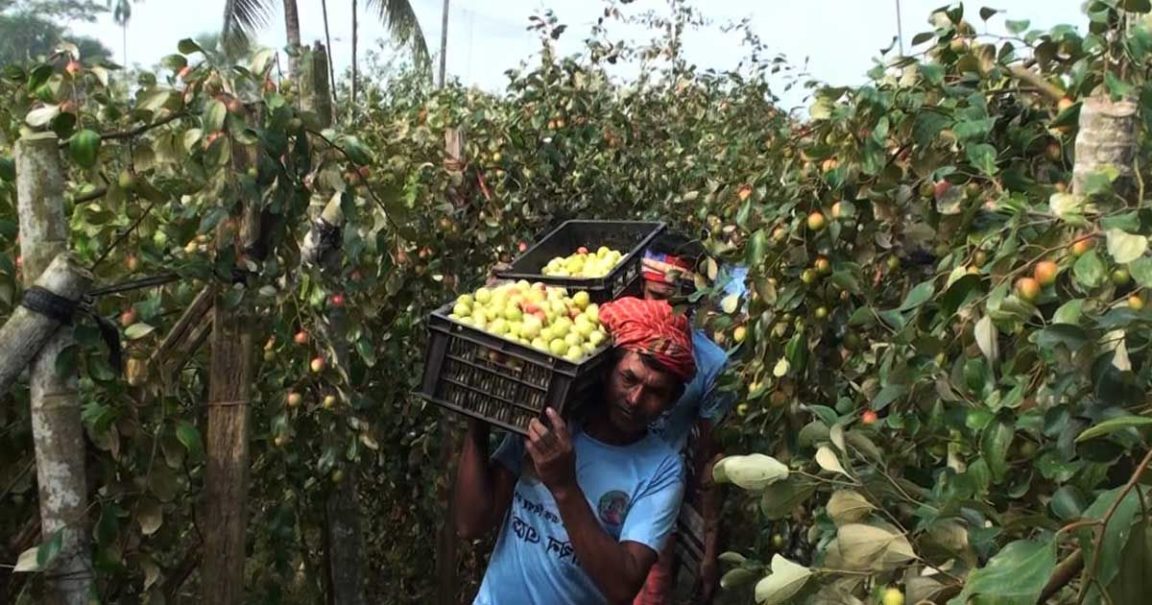 শখের কুল বাগান