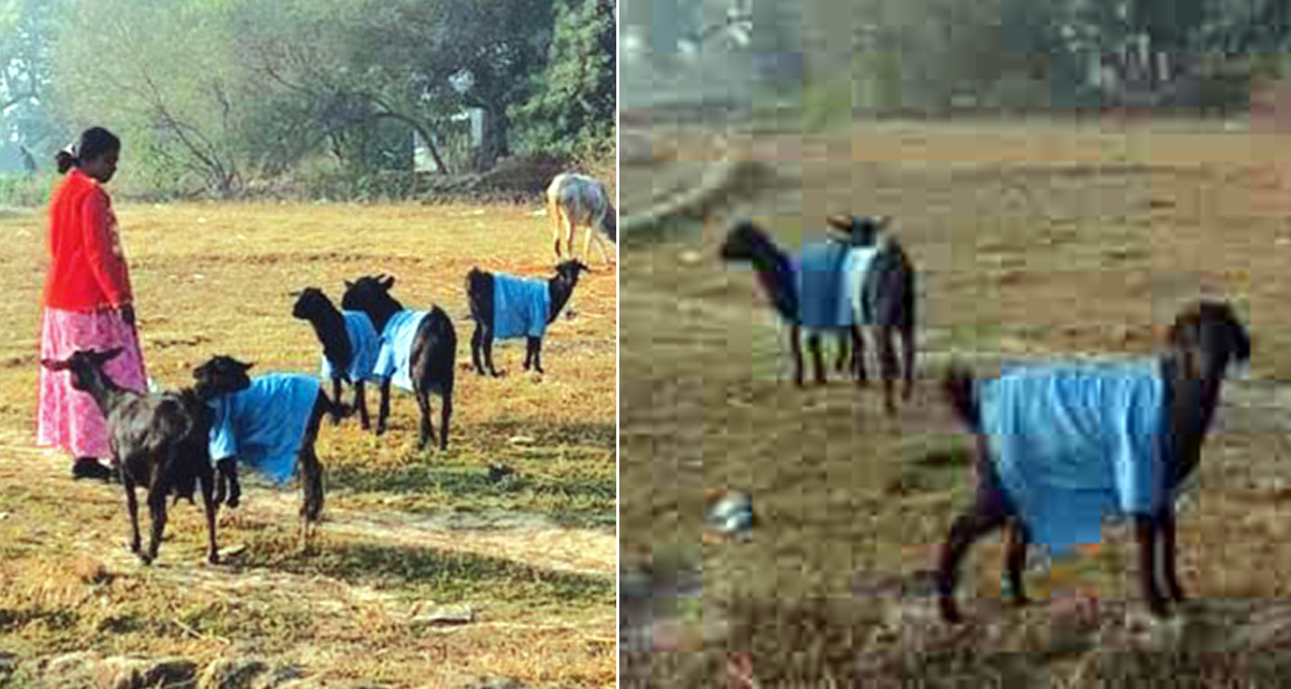 Goat in School Dress