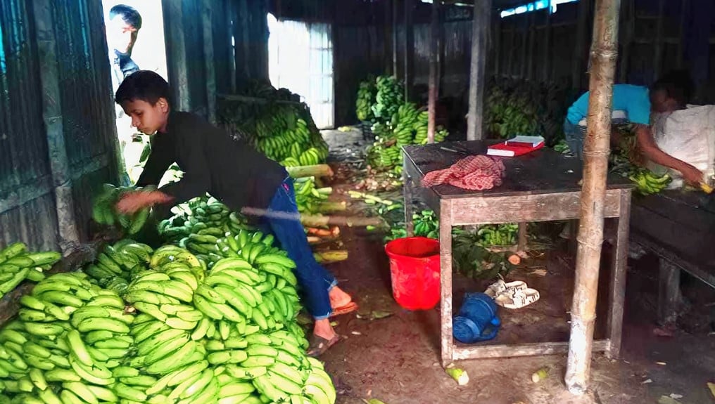 কলা পাকাতে ব্যবহার হচ্ছে বিষাক্ত রাসায়নিক