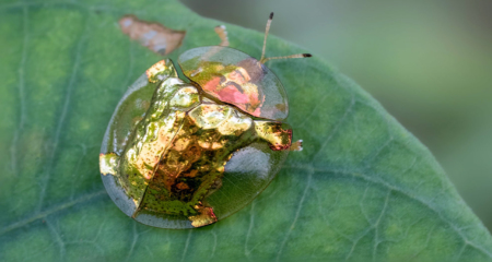 গিরগিটি