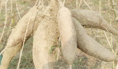 বাণিজ্যিকভাবে কাসাভা চাষে কৃষকের সফলতা