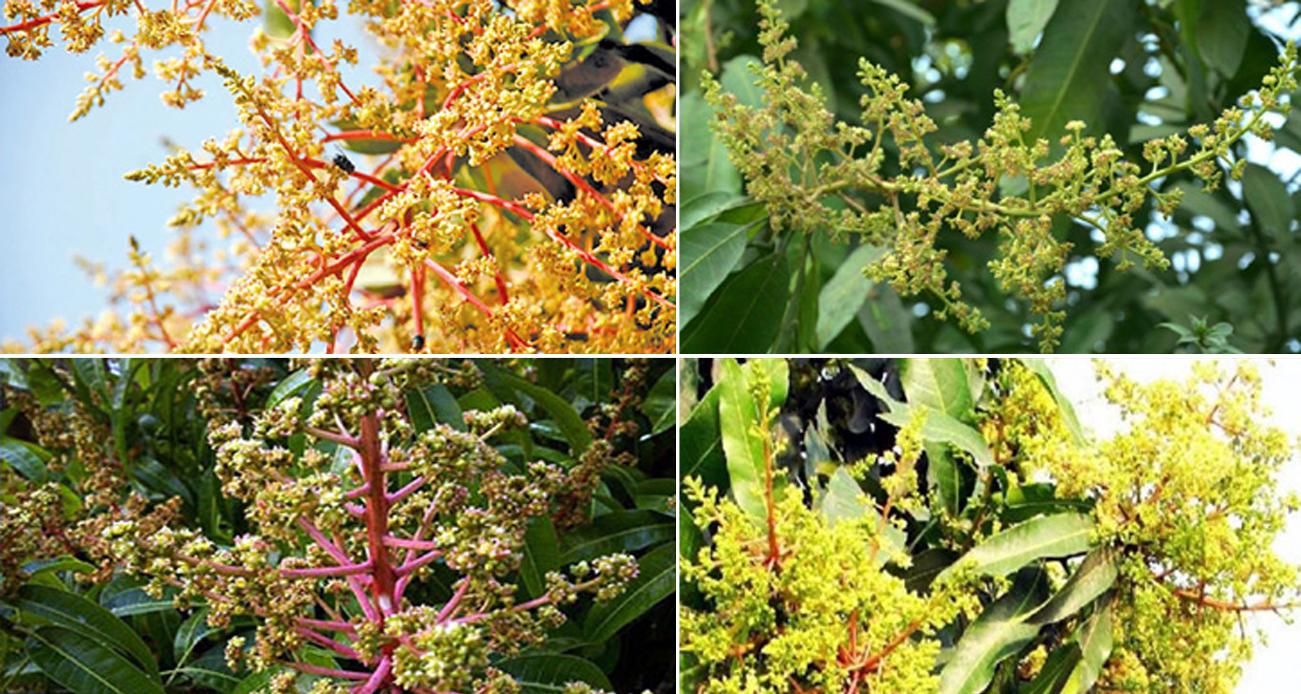 মুকুলে ছেয়ে গেছে আমগাছ