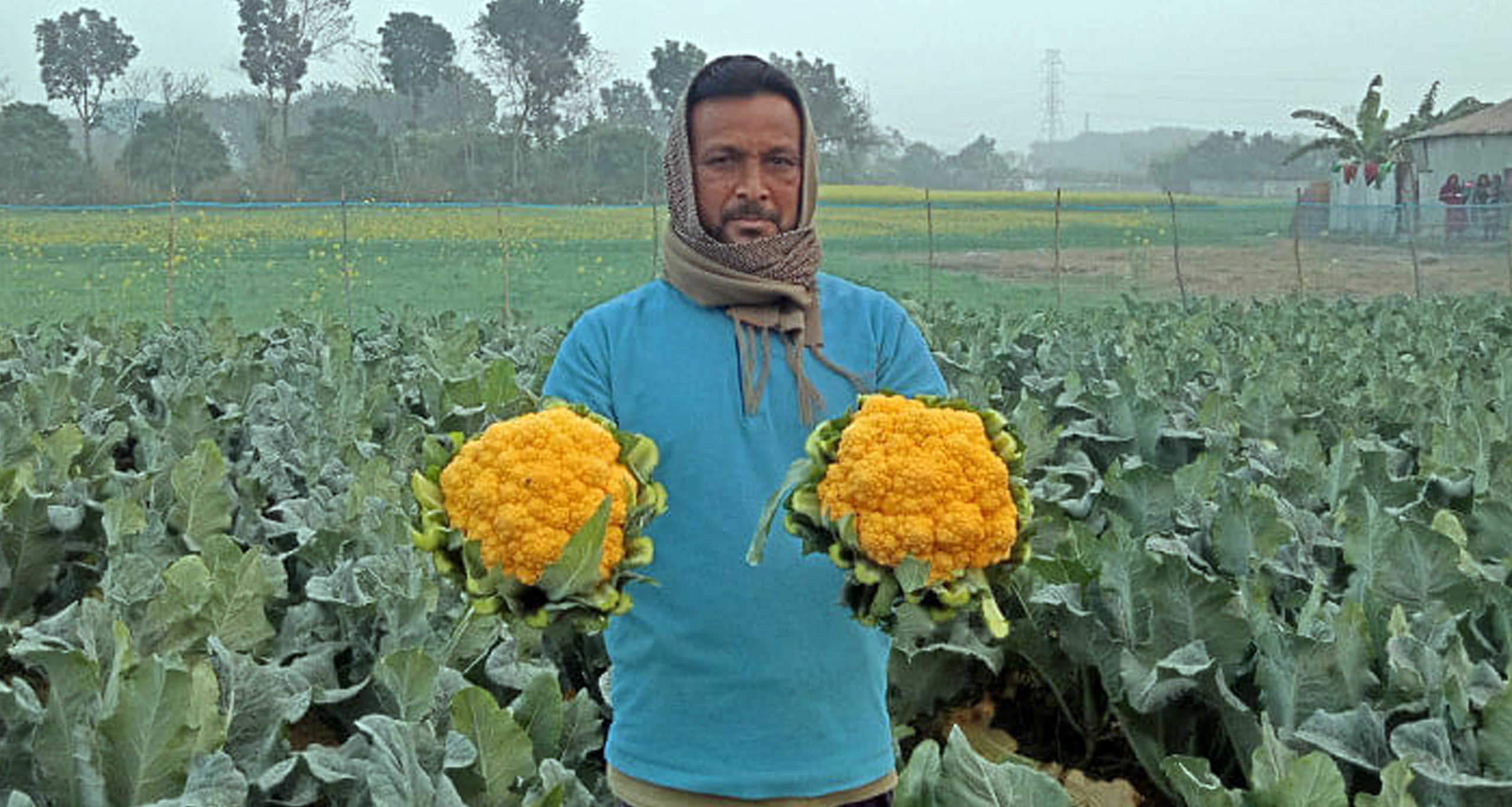 রঙিন ফুলকপি চাষ