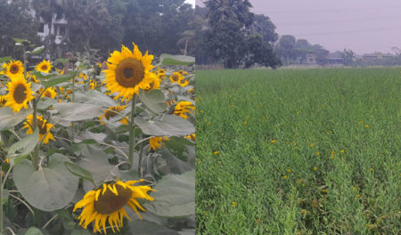 সূর্যমুখী-সরিষার চাষের মাধ্যমে তিন ফসলি শস্যবিন্যাসে উন্নয়ন