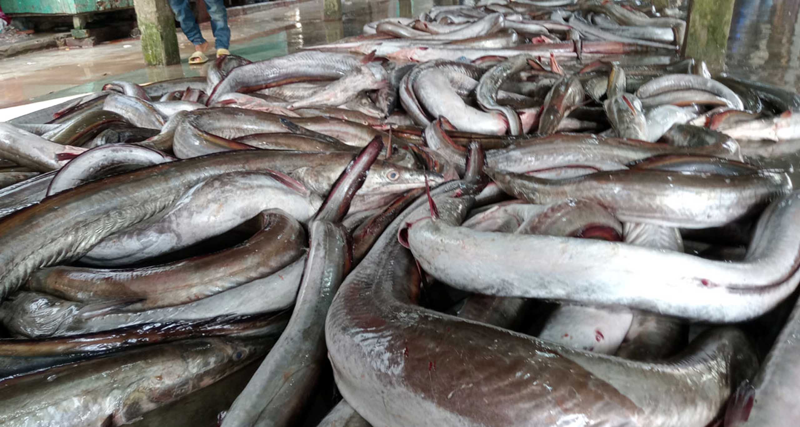 সোনা বাইন