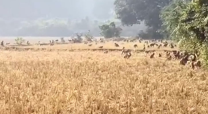 হাজার হাজার বানর