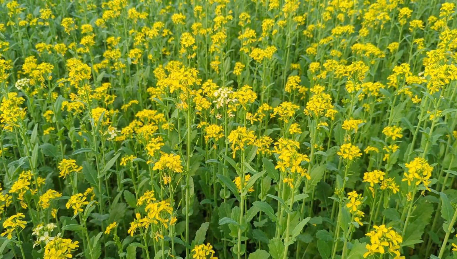 কালীগঞ্জে সরিষার বাম্পার ফলন, আগ্রহ বাড়ছে কৃষকের