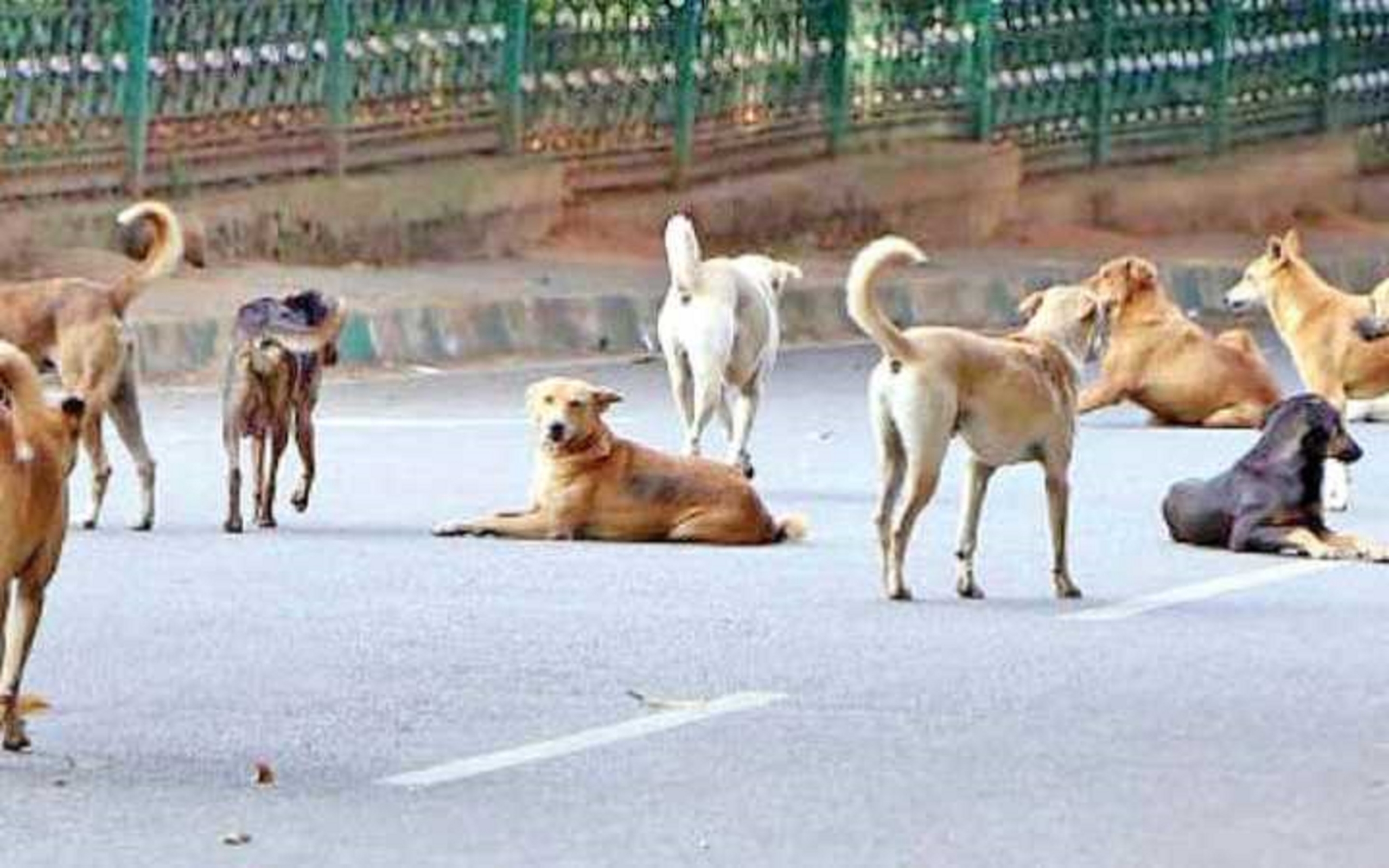 কুকুরের দল