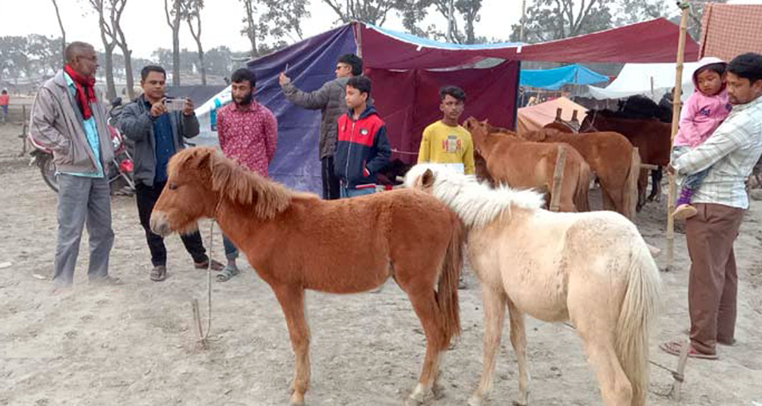 খাসির দামে ঘোড়া