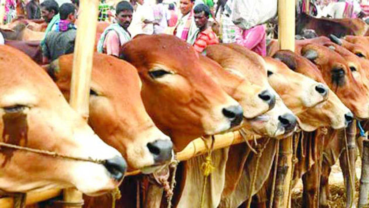 গরু
