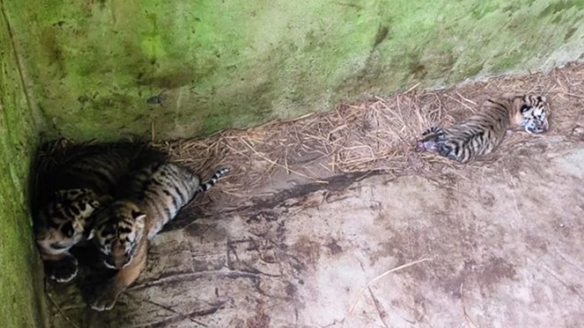 বাইডেনের ঘরে এলো তিন সন্তান