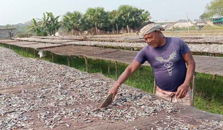 পুঁটি শুঁটকিতে ভীম কুমারের ভাগ্য বদল