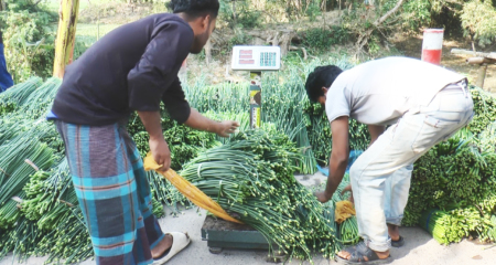 পেঁয়াজের কলি