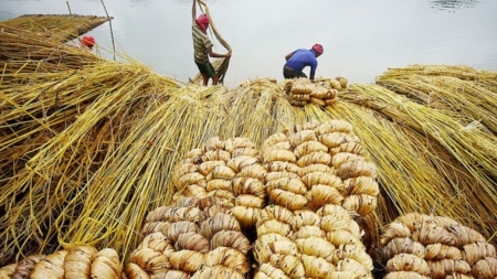 বাংলাদেশের পাট