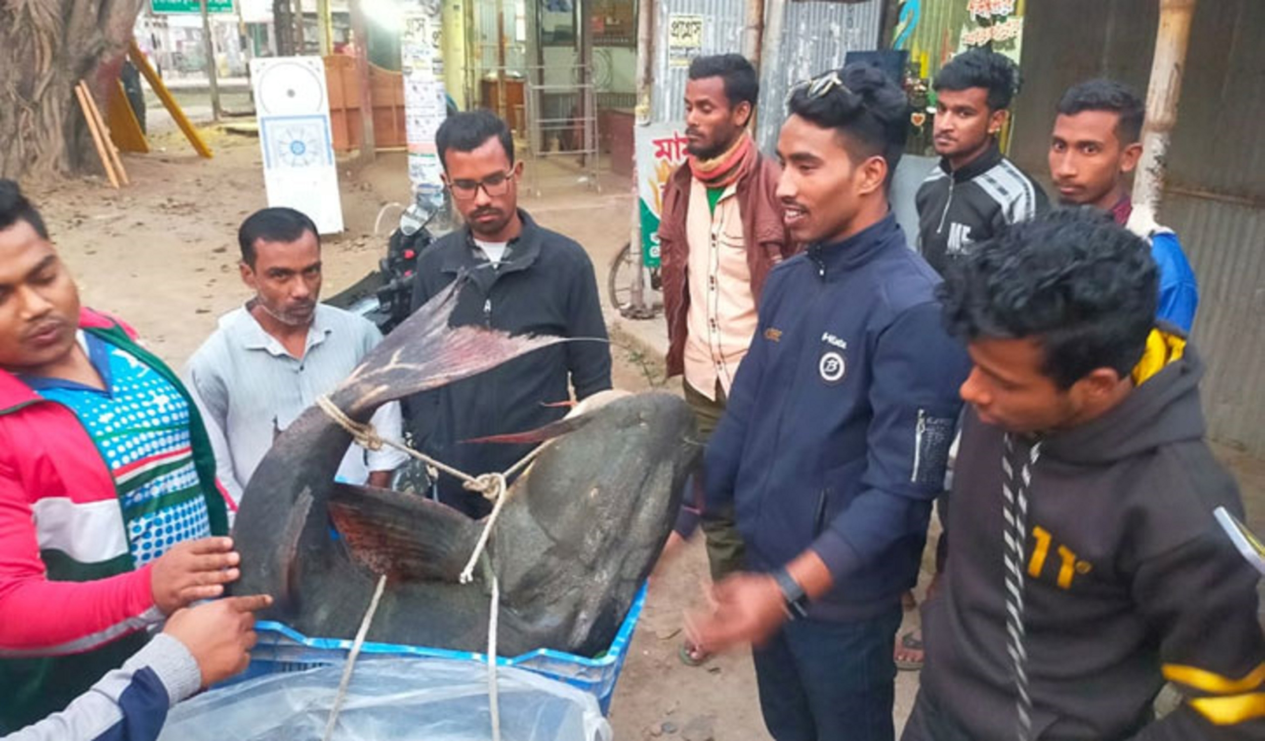বাঘাইড় মাছ