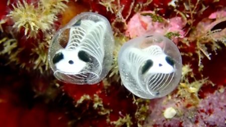 Skeleton Panda Sea Squirt