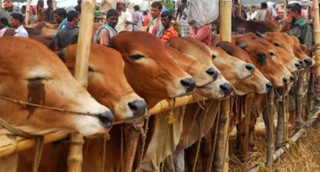 Deshi Cow