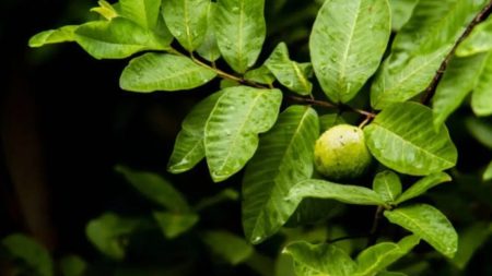 Guava Leaves Benefits