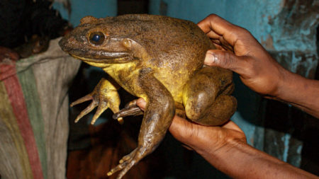 Goliath frogs