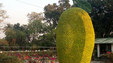 ২১ ফুট লম্বা ‘কাঁঠাল’ দেখতে হাজার হাজার দর্শনার্থীদের ভিড়