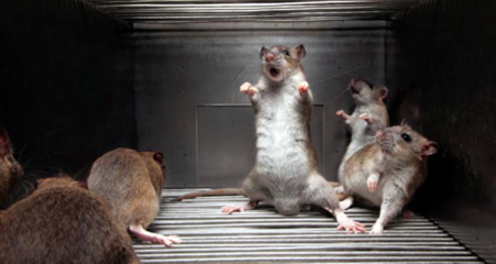 ইঁদুরের উপদ্রব থেকে রক্ষা পাবার উপায় ইঁদুর