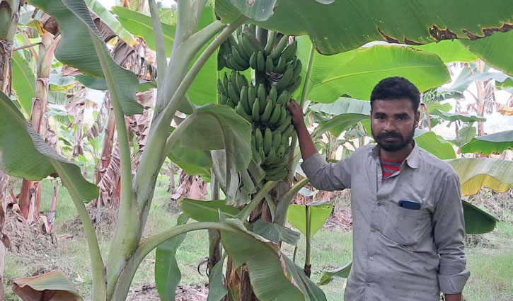 কলা চাষে সবুজের বাজিমাত