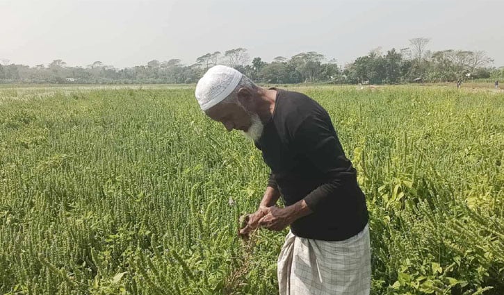 কালকিনিতে চাষ হচ্ছে চিয়া সিড