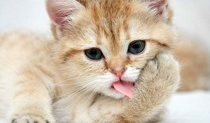 বিড়াল পৃথিবী থেকে হারিয়ে গেলে যা হবে