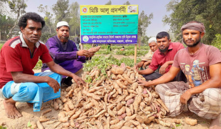 মিষ্টি আলু চাষে কৃষক সেলিম মিয়া সফল