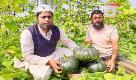 মিষ্টি কুমড়া চাষে ভাগ্য ফিরেছে কৃষক মাওলার