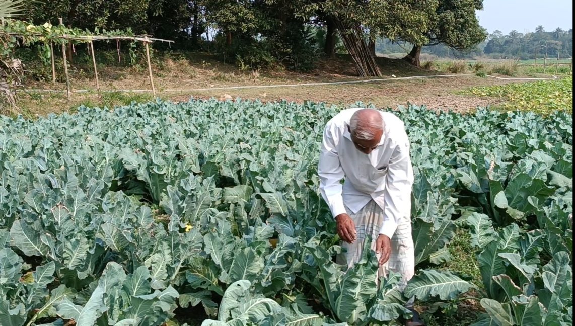 রঙ্গীন ফুলকপিতে প্রথমবারেই কৃষক আলী হোসেনের বাজিমাত! (3)