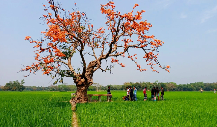 সবুজে বুকে রক্তরাঙা পলাশ