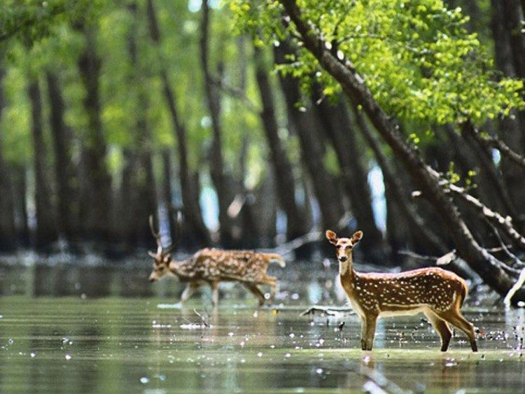 সুন্দরবন