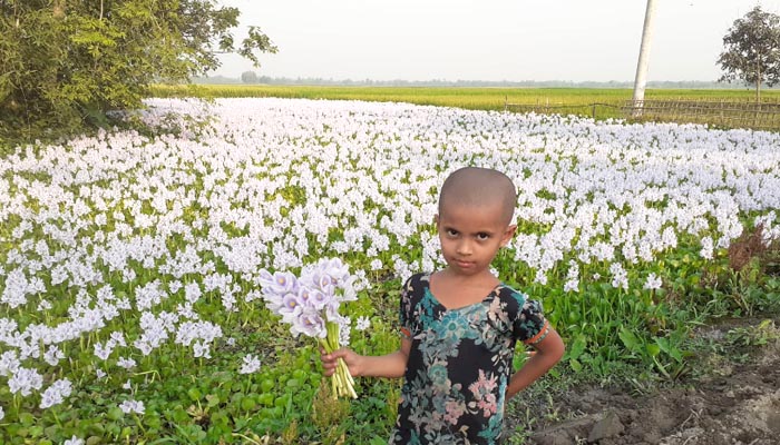 গরমে মুগ্ধতা ছড়াচ্ছে কচুরিপানার ফুল 